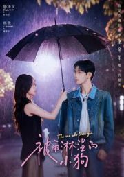 被雨淋湿的小狗